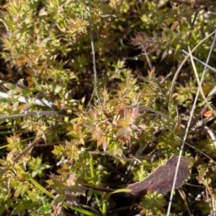 Styphelia nesophila at Rendezvous Creek, ACT - 27 May 2023 11:44 AM