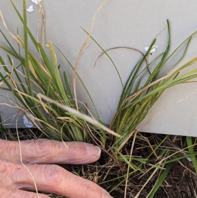 Lomandra (genus) (A Matrush) at Watson, ACT - 25 Jun 2023 by AniseStar