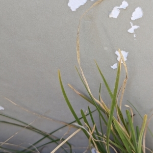 Lomandra sp. at Watson, ACT - 25 Jun 2023