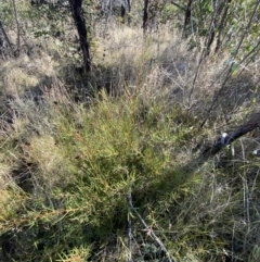 Hakea microcarpa (Small-fruit Hakea) at Rendezvous Creek, ACT - 27 May 2023 by Tapirlord