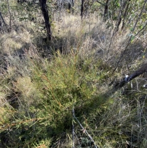 Hakea microcarpa at Rendezvous Creek, ACT - 27 May 2023