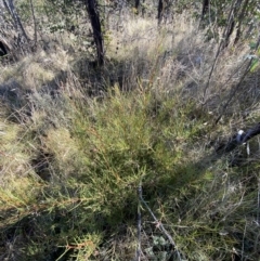 Hakea microcarpa at Rendezvous Creek, ACT - 27 May 2023