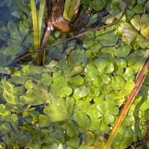 Hydrocotyle rivularis at Rendezvous Creek, ACT - 27 May 2023