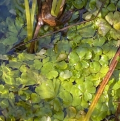 Hydrocotyle rivularis (A Pennywort) at Rendezvous Creek, ACT - 27 May 2023 by Tapirlord