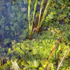 Hydrocotyle rivularis at Rendezvous Creek, ACT - 27 May 2023