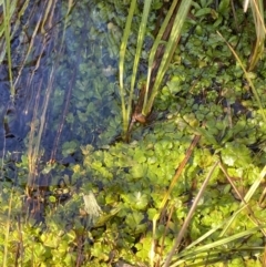 Hydrocotyle rivularis at Rendezvous Creek, ACT - 27 May 2023