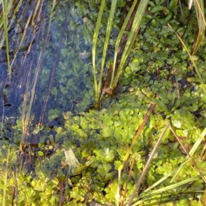 Hydrocotyle rivularis at Rendezvous Creek, ACT - 27 May 2023