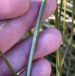 Juncus alexandri subsp. alexandri at Rendezvous Creek, ACT - 27 May 2023 11:36 AM