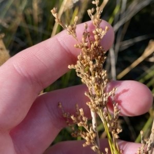 Juncus alexandri subsp. alexandri at Rendezvous Creek, ACT - 27 May 2023 11:36 AM