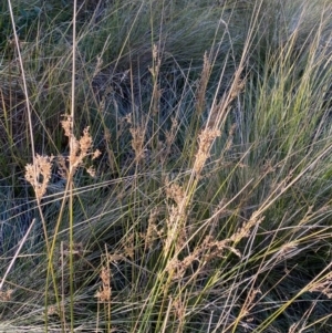 Juncus alexandri subsp. alexandri at Rendezvous Creek, ACT - 27 May 2023 11:36 AM