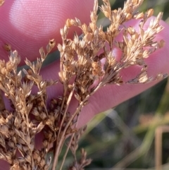 Juncus alexandri subsp. alexandri at Rendezvous Creek, ACT - 27 May 2023 11:36 AM