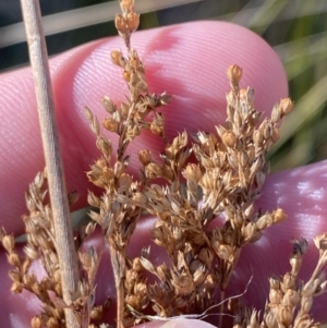 Juncus alexandri subsp. alexandri at Rendezvous Creek, ACT - 27 May 2023 11:36 AM