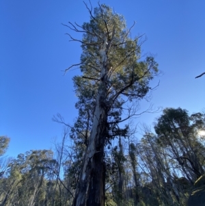 Eucalyptus dalrympleana subsp. dalrympleana at Namadgi National Park - 27 May 2023 11:35 AM