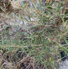 Olearia erubescens (Silky Daisybush) at Namadgi National Park - 27 May 2023 by Tapirlord