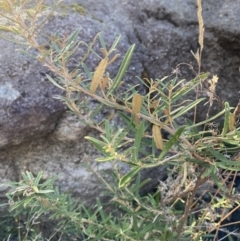 Olearia erubescens at Rendezvous Creek, ACT - 27 May 2023 11:32 AM