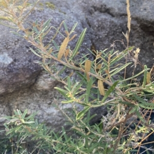 Olearia erubescens at Rendezvous Creek, ACT - 27 May 2023 11:32 AM