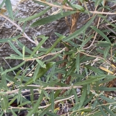 Olearia erubescens at Rendezvous Creek, ACT - 27 May 2023 11:32 AM