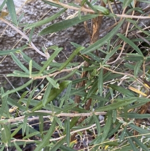 Olearia erubescens at Rendezvous Creek, ACT - 27 May 2023