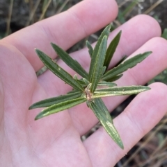 Olearia erubescens at Rendezvous Creek, ACT - 27 May 2023