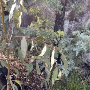 Eucalyptus pauciflora subsp. pauciflora at Rendezvous Creek, ACT - 27 May 2023