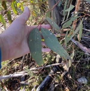 Eucalyptus pauciflora subsp. pauciflora at Rendezvous Creek, ACT - 27 May 2023