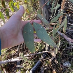 Eucalyptus pauciflora subsp. pauciflora at Rendezvous Creek, ACT - 27 May 2023