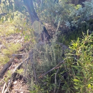 Mirbelia oxylobioides at Rendezvous Creek, ACT - 27 May 2023 11:31 AM