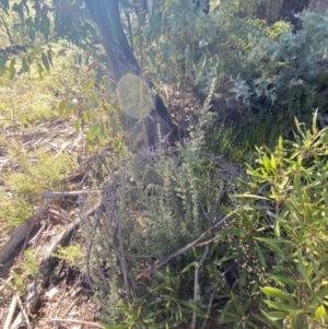 Mirbelia oxylobioides at Rendezvous Creek, ACT - 27 May 2023 11:31 AM