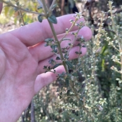 Mirbelia oxylobioides at Rendezvous Creek, ACT - 27 May 2023 11:31 AM