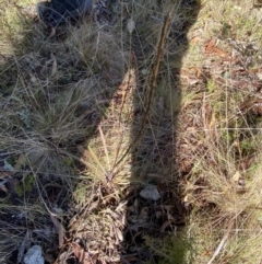 Stylidium armeria subsp. armeria (Trigger Plant) at Namadgi National Park - 27 May 2023 by Tapirlord