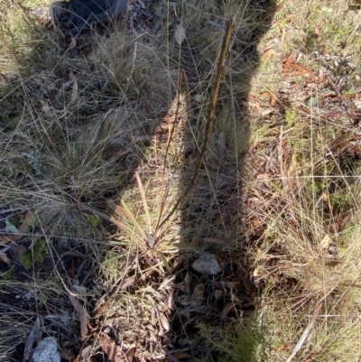 Stylidium armeria subsp. armeria (Trigger Plant) at Rendezvous Creek, ACT - 27 May 2023 by Tapirlord