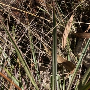 Stylidium armeria subsp. armeria at Rendezvous Creek, ACT - 27 May 2023