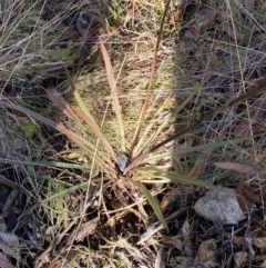 Stylidium armeria subsp. armeria at Rendezvous Creek, ACT - 27 May 2023
