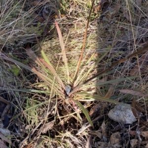 Stylidium armeria subsp. armeria at Rendezvous Creek, ACT - 27 May 2023 11:30 AM