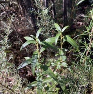 Ozothamnus stirlingii at Rendezvous Creek, ACT - 27 May 2023