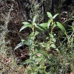 Ozothamnus stirlingii at Rendezvous Creek, ACT - 27 May 2023