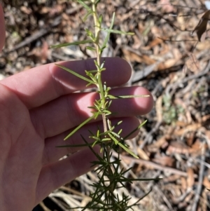 Ozothamnus thyrsoideus at Rendezvous Creek, ACT - 27 May 2023