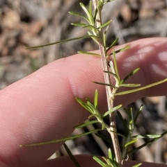 Ozothamnus thyrsoideus at Rendezvous Creek, ACT - 27 May 2023