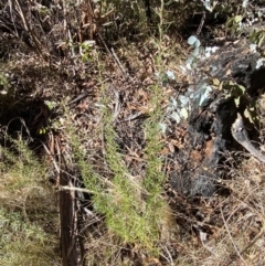 Ozothamnus thyrsoideus at Rendezvous Creek, ACT - 27 May 2023