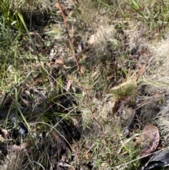 Leucopogon fletcheri subsp. brevisepalus (Twin Flower Beard-Heath) at Rendezvous Creek, ACT - 27 May 2023 by Tapirlord