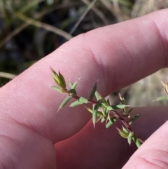 Styphelia fletcheri subsp. brevisepala at Rendezvous Creek, ACT - 27 May 2023