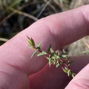 Styphelia fletcheri subsp. brevisepala at Rendezvous Creek, ACT - 27 May 2023