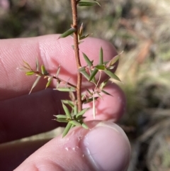 Styphelia fletcheri subsp. brevisepala at Rendezvous Creek, ACT - 27 May 2023