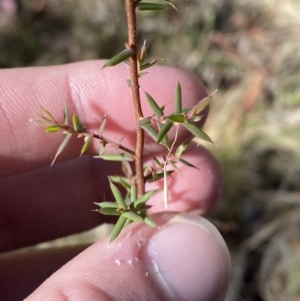 Leucopogon fletcheri subsp. brevisepalus at Rendezvous Creek, ACT - 27 May 2023