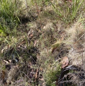 Styphelia fletcheri subsp. brevisepala at Rendezvous Creek, ACT - 27 May 2023