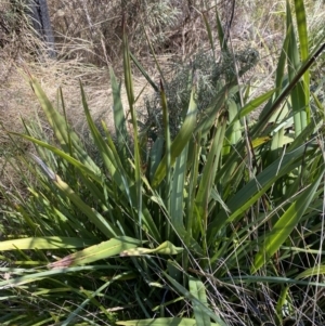 Dianella tasmanica at Rendezvous Creek, ACT - 27 May 2023