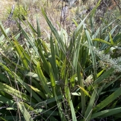 Dianella tasmanica at Rendezvous Creek, ACT - 27 May 2023