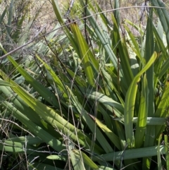 Dianella tasmanica at Rendezvous Creek, ACT - 27 May 2023