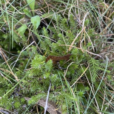 Asperula scoparia (Prickly Woodruff) at Namadgi National Park - 27 May 2023 by Tapirlord