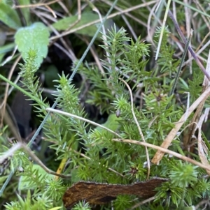 Asperula scoparia at Rendezvous Creek, ACT - 27 May 2023